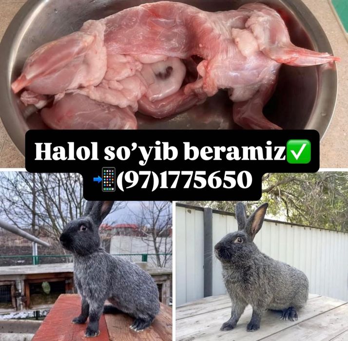 Халол боқилган қуёнлар сўйиб берамиз