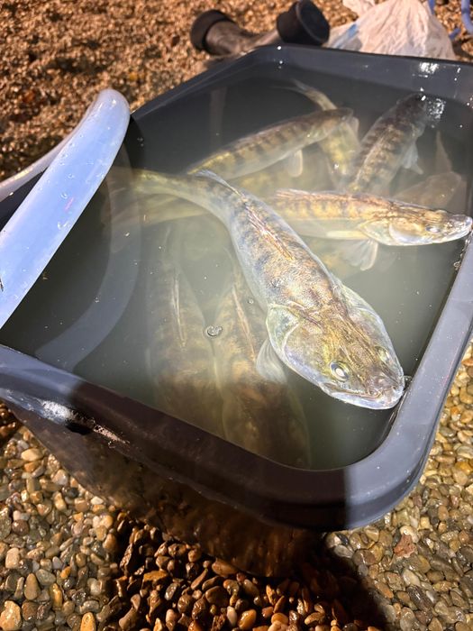 Stiuca repopulare , caras viu , fitofag , peste viu