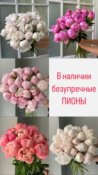 Пионы, розы, гортензии большой выбор