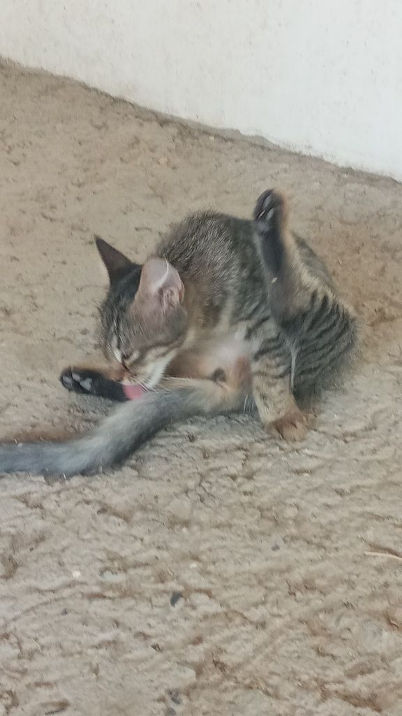 Котята в добрые руки с доставкой