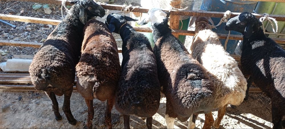 Qoʼcqorlar sotiladi soni 6 dona sogʼlom yeb ichishi zoʼr