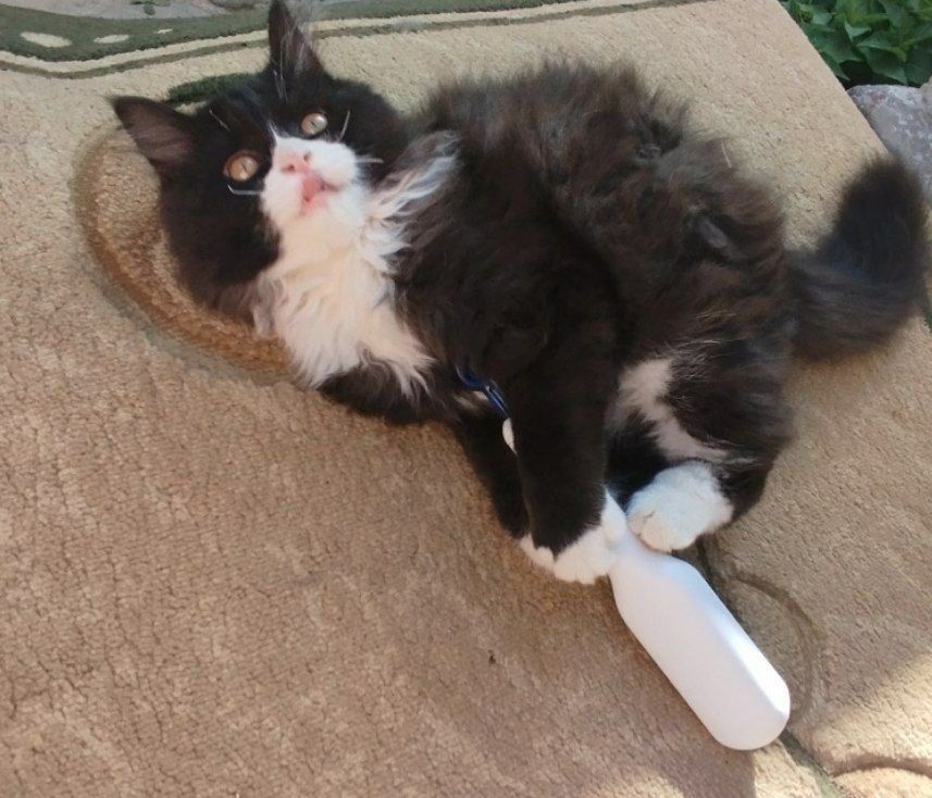 Котик милашка ищет дом