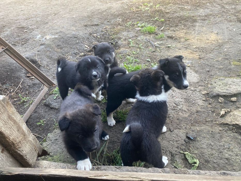 Продаю щенков Лайки