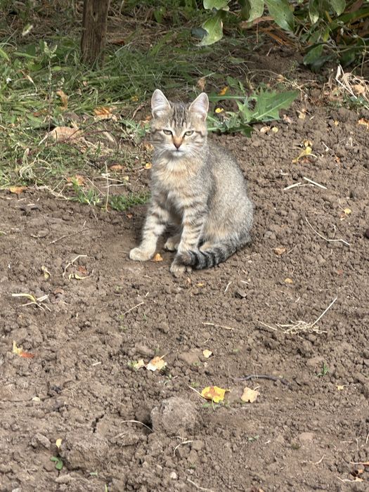 Котенок ищет добрых хозяев