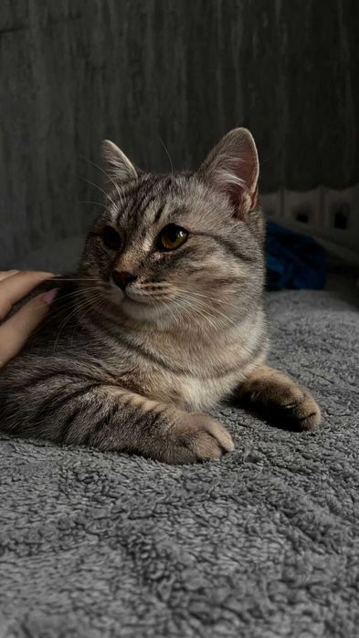 Котик ,возраст 6 месяцев