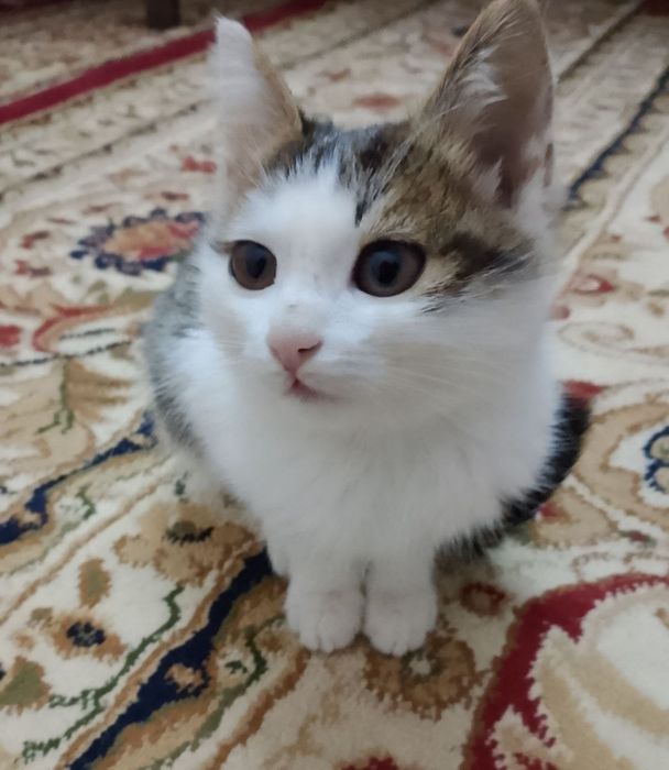 Котёнок, отдам даром в хорошие руки