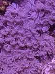 Coral Pulsing Xenia Pom Pom