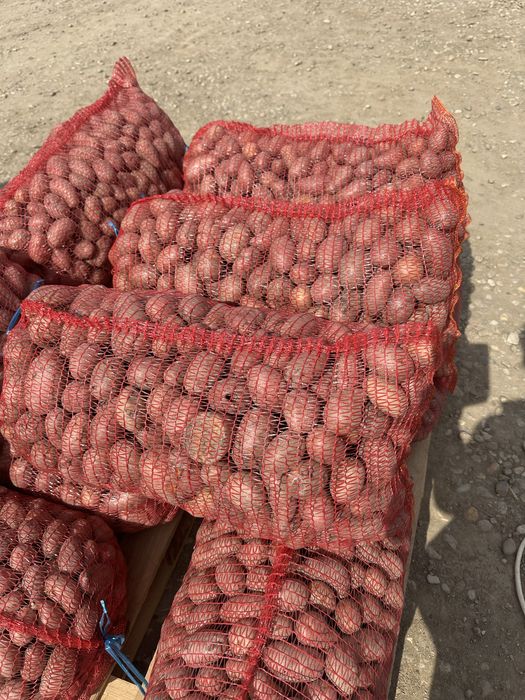 Cartofi pentru animale