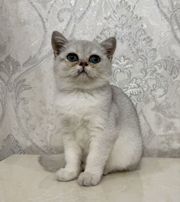 Серебристая шиншилла