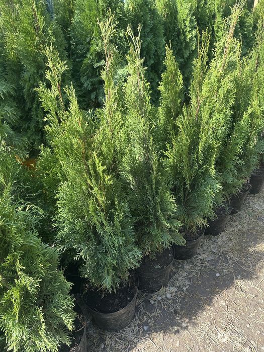 Туя Смарагд. Туя смарагд Туя смарагд