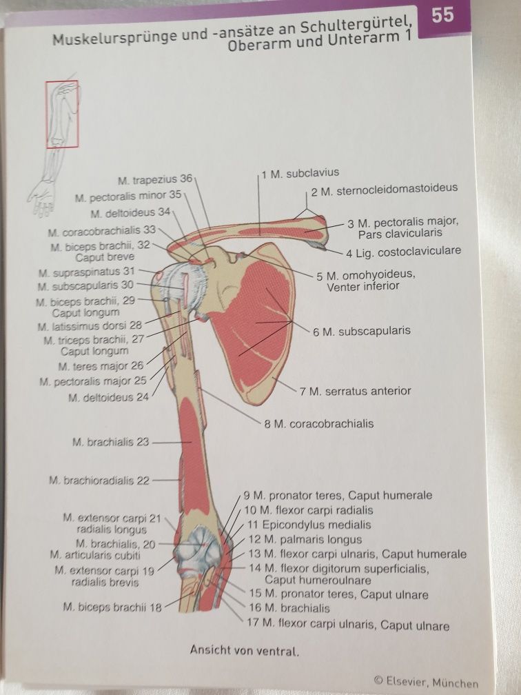 Atlas Sobotta pentru studenți la medicina