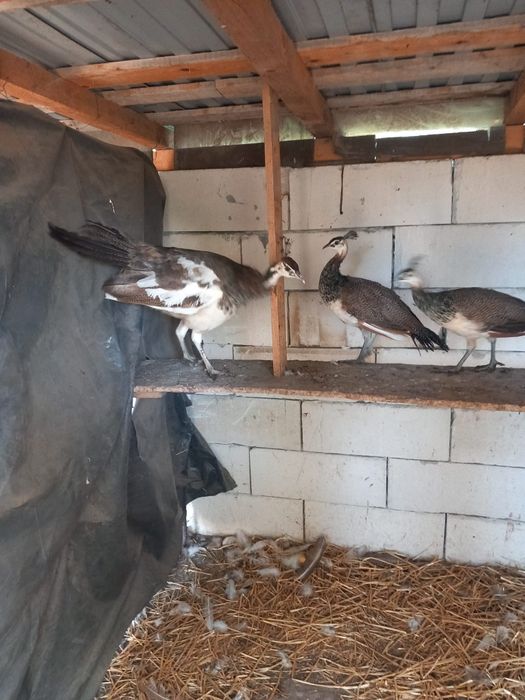 Crescator ,vând pauni din varietate urmatoare