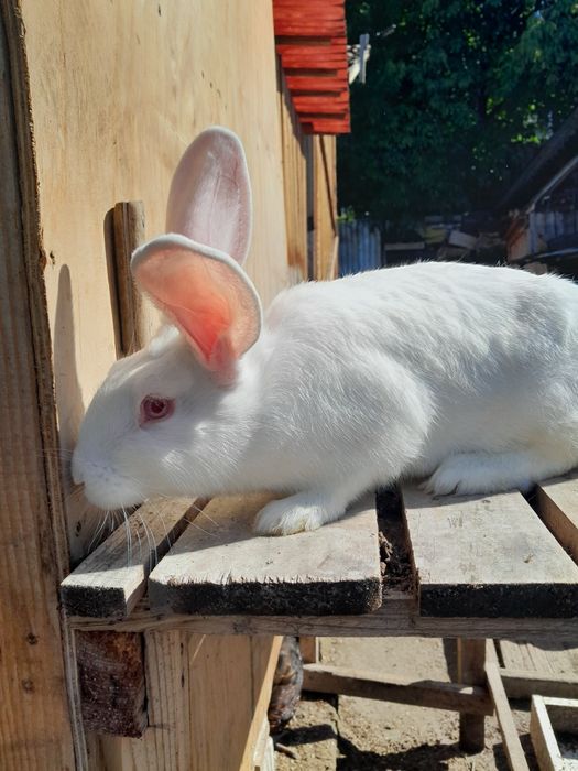 Vând iepuri ,tineret