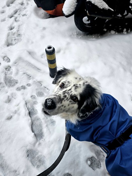 Plimb câini/Bona de animale Brașov