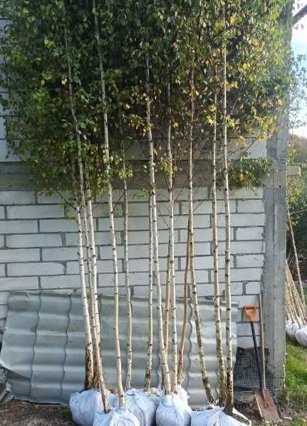 Mesteacan Alb Betula