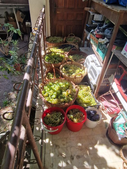 Struguri și vịn alb demisec de Târnava