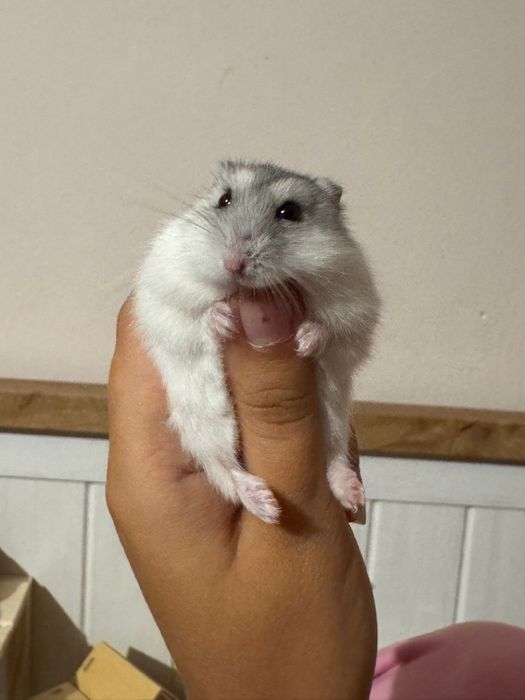 Cusca pentru hamster