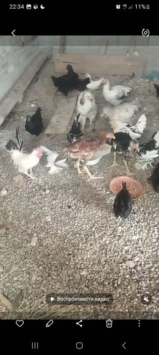 koreyskiy zotli tovuqlar sotiladi