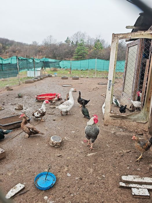 Всякакви видове пернати
