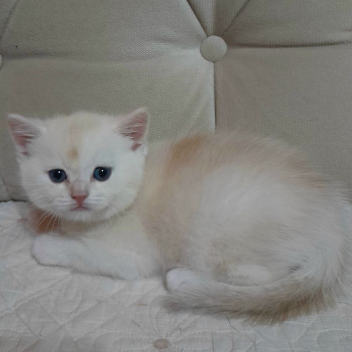 Продаются два шикарных мальчика шиншилла,скотишстрайт.