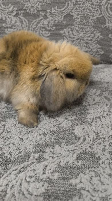 Karlik minilop quyon декоративние кролики котта бўпкетмидиган тури