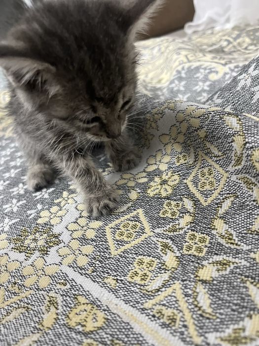 Отдам котенка в хороши руки маленкий 4-5недель