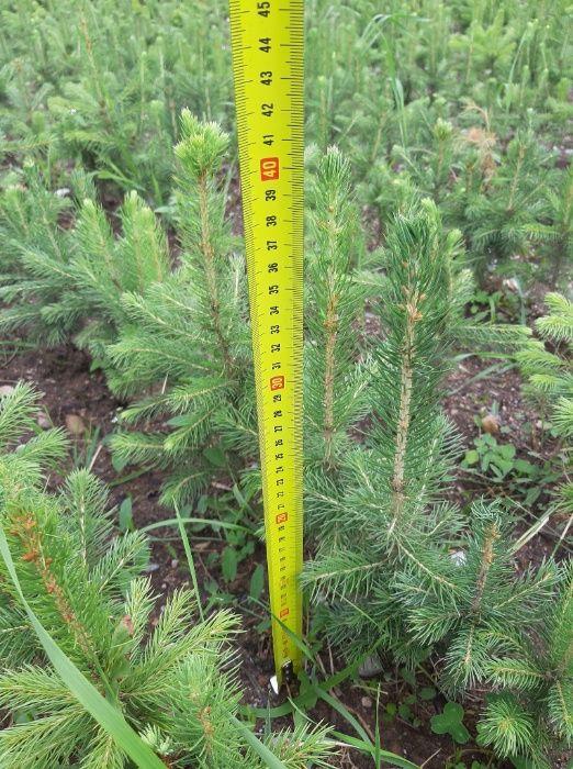 Molid argintiu american 4 ani- Picea pungens Glauca Arizona Apache