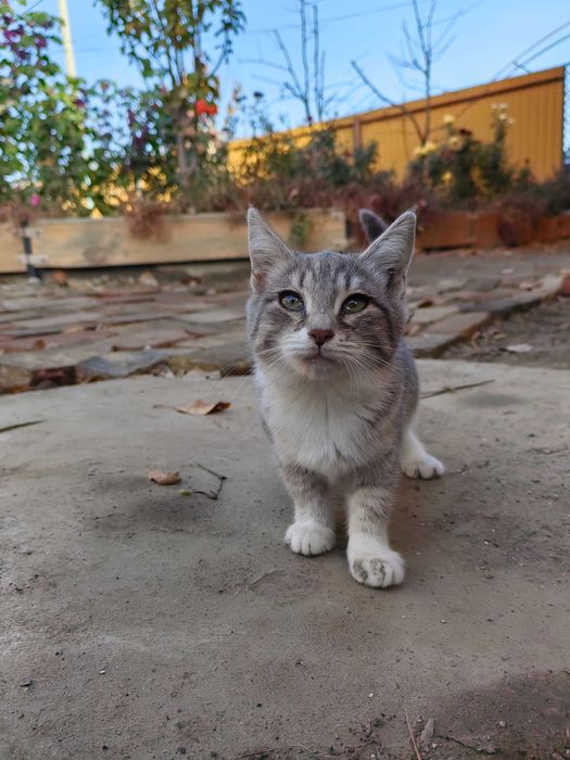 Отдам котят бесплатно в добрые руки