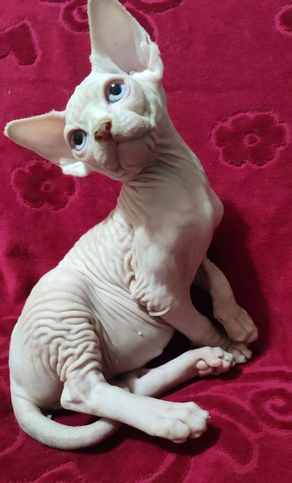 Продаются канадские котята  сфинксы