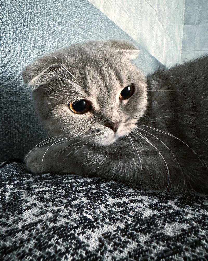 Кокша и Кот Scottish Fold