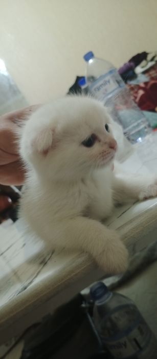 Judayam aqlli toza zotli mushukchalar