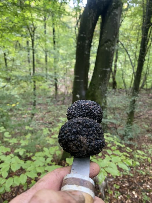 Trufe negre de toamna