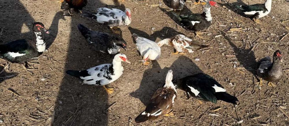 URGENT! Vand rate, ratoi, boboci si oua pentru incubator