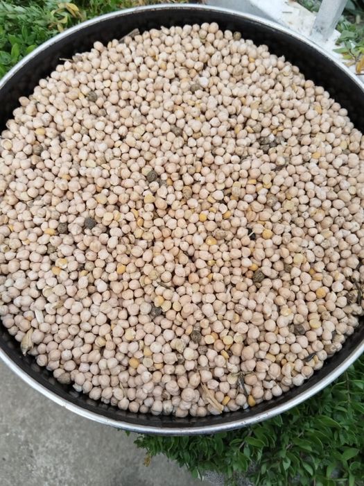 Năut de calitate superioară – producție 2025