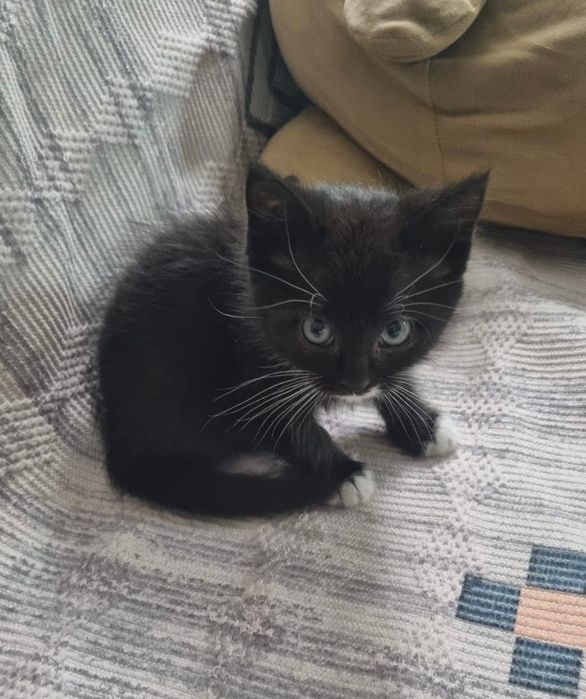 Умный    котёнок