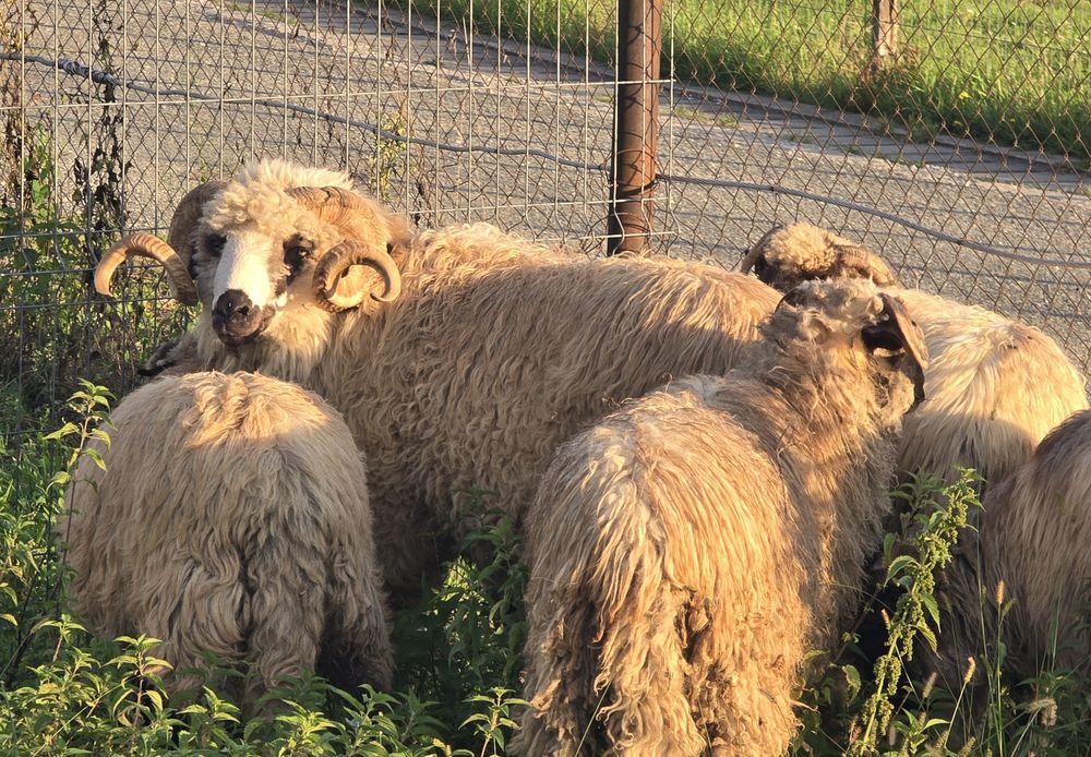 Vând Berbec                         .