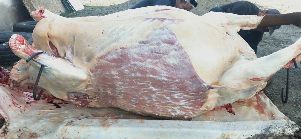 Мясо свежей, жирной говядины