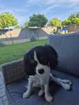 Cavalier king charles tricolor