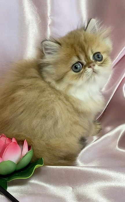 pisica persana chinchilla