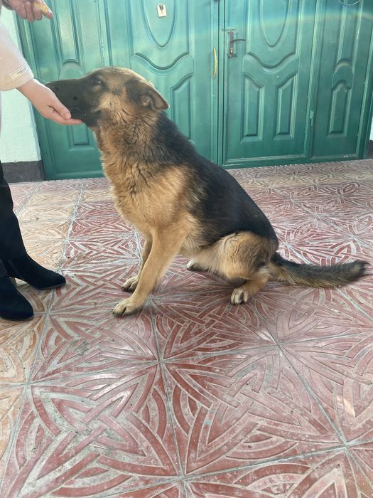 Срочно продается Немецкая овчарка девочка