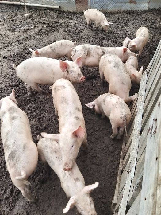 Продавам прасета за угояване