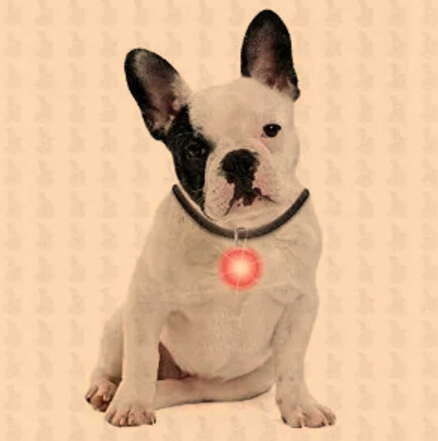 Светлинна сигнализация за деца,спортуващи,пешеходци,кучета,котки и др.