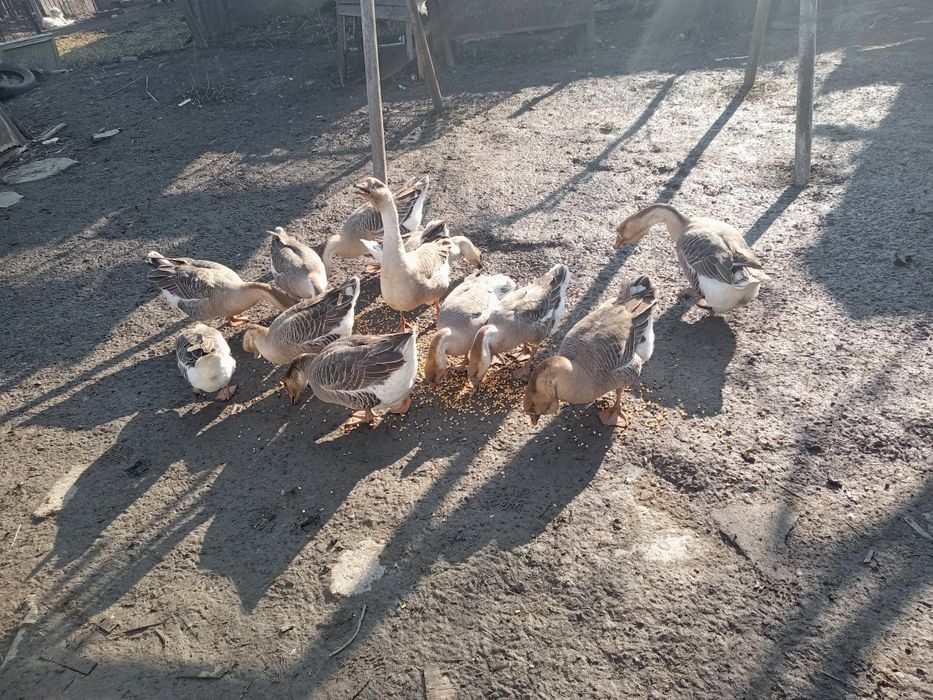 12 gâscă de vânzare