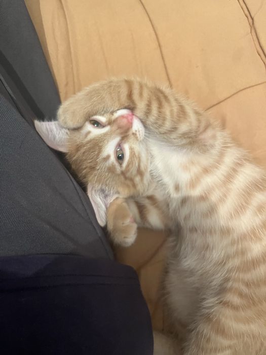 Отдам кота в добрые руки