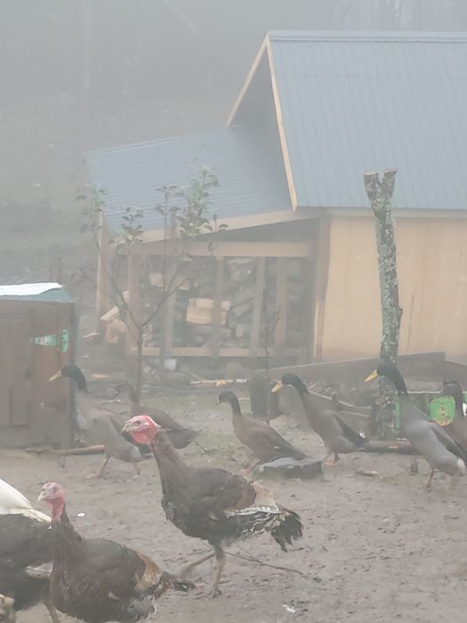 Vand curci ,curcani,rate indiene alergatoare