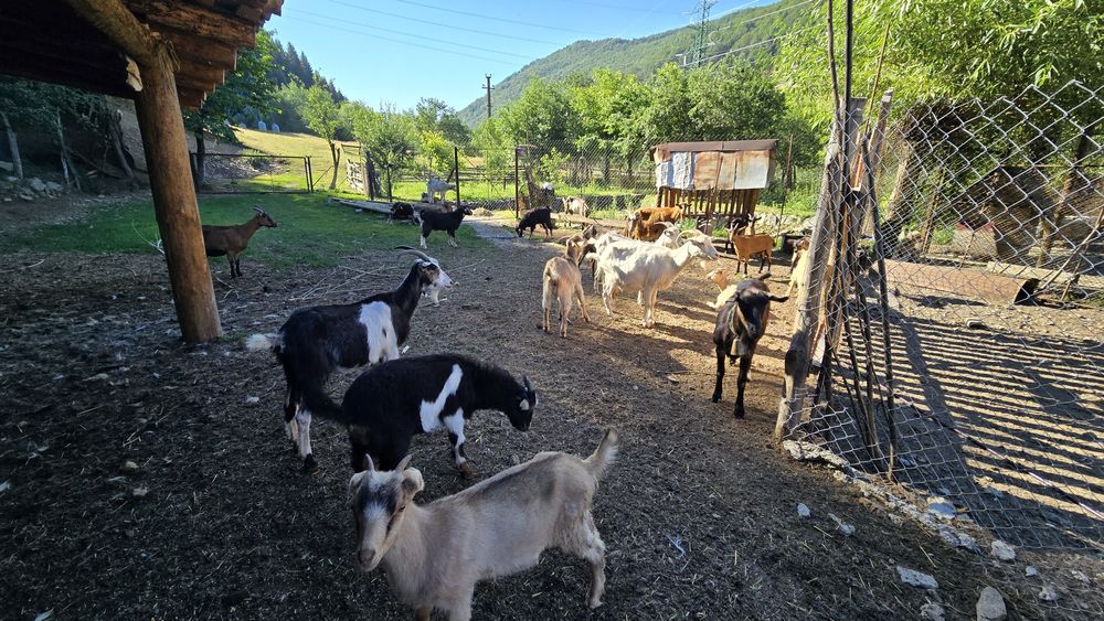Vând capre cu iezi!