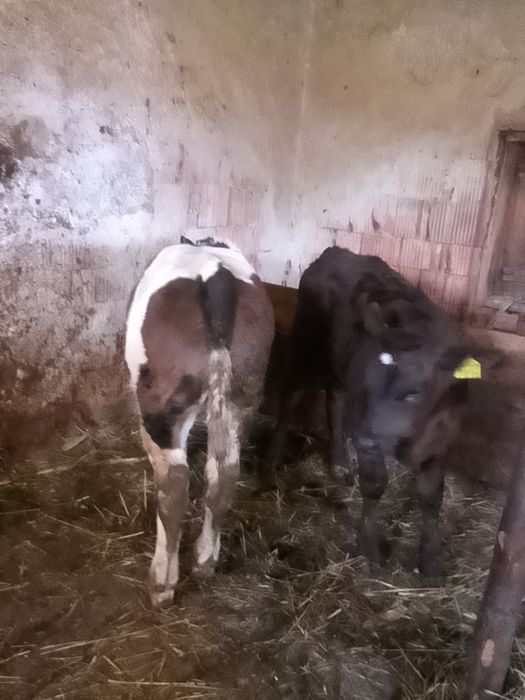 Vând vițel belgian