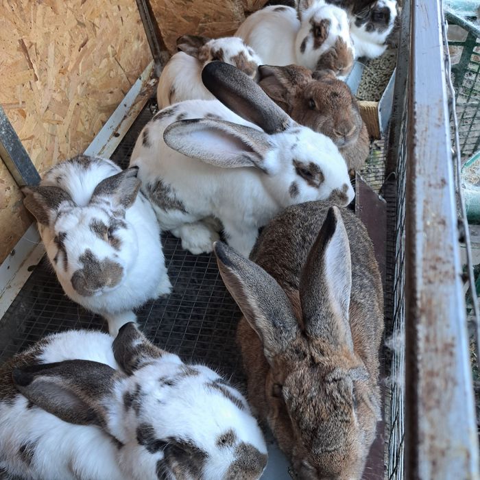 Млади зайци Горна Оряховица