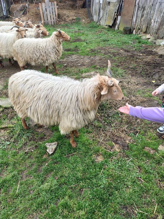 Oi de vânzare Comoraste Caras Severin oile   doctor veterinar