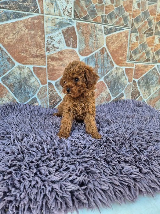 "Мини пуделчета"